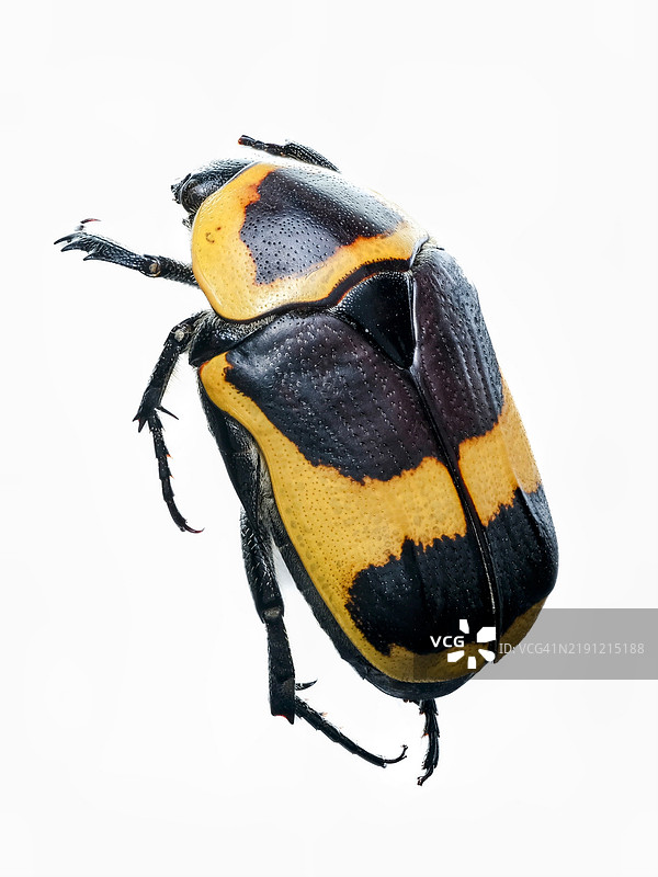 白色背景上的甲虫特写图片素材