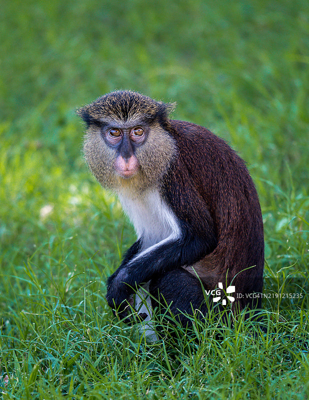 蓝猴坐在田野上的肖像图片素材