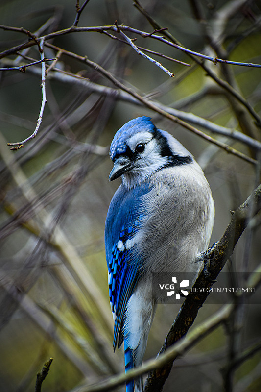蓝松鸦栖息在树枝上的特写，俄亥俄州列克星敦，美国图片素材
