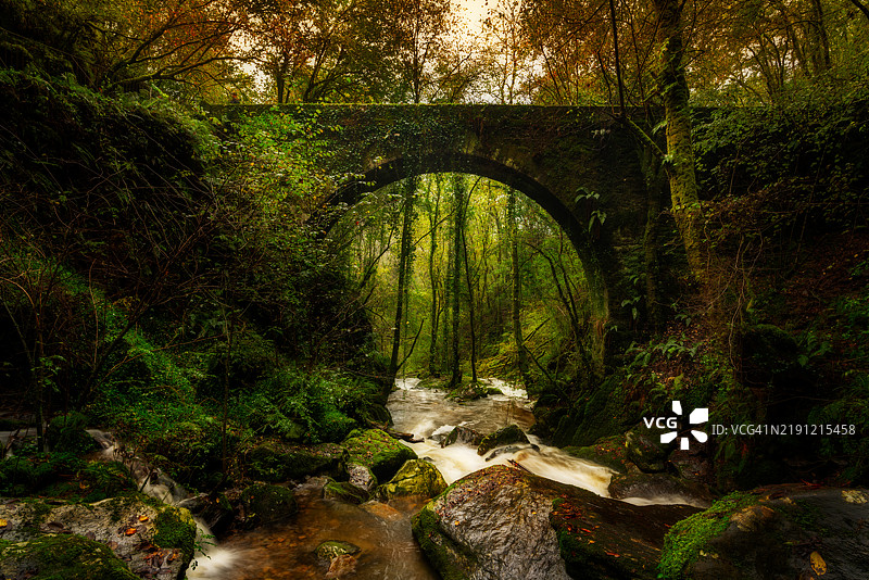 森林中生长的树木图片素材