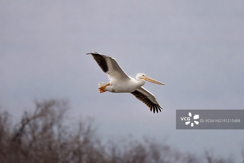 低角度视图的美国白鹈鹕在天空中飞翔，塔尔萨，俄克拉荷马州，美国图片素材