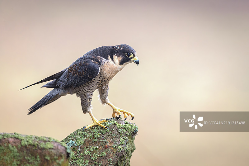 猛禽栖息在岩石上的特写镜头图片素材
