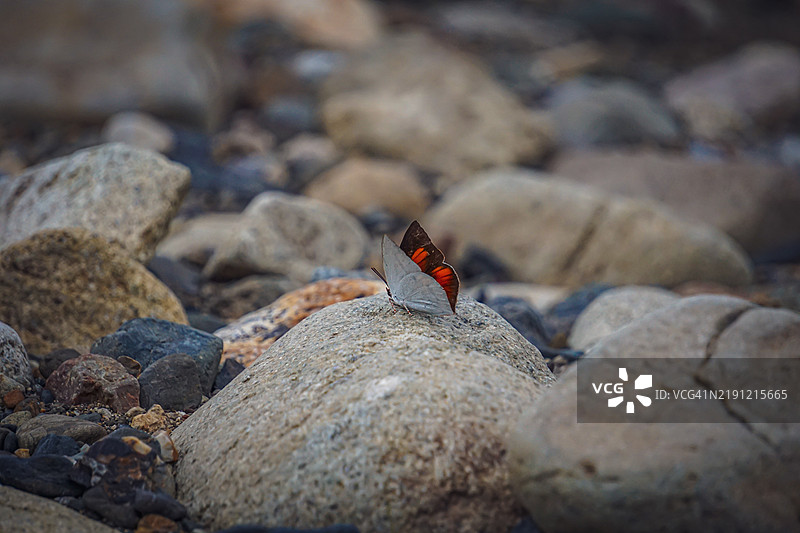 岩石上的昆虫特写图片素材