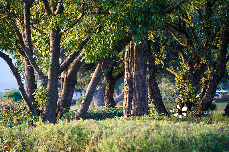 公园里的树木图片素材