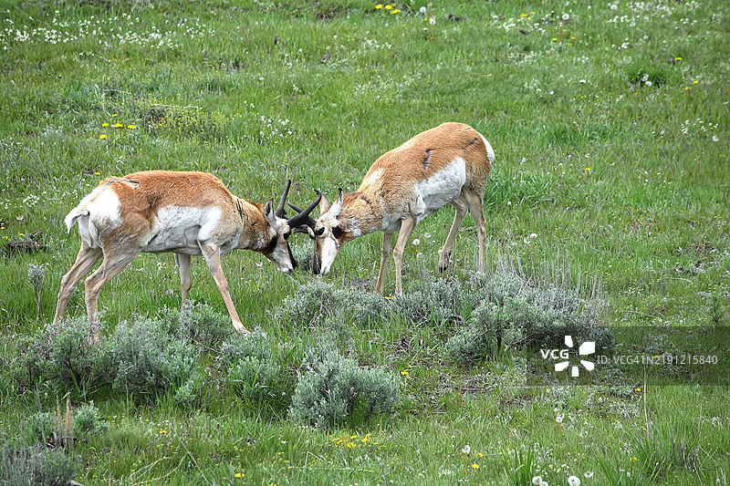 两只鹿在黄石国家公园的草地上打斗，怀俄明州，美国图片素材