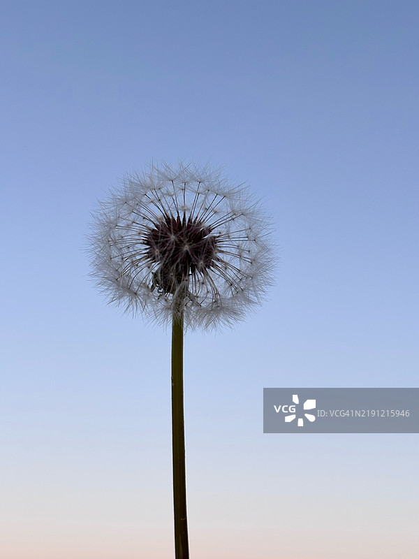 低角度视图的蒲公英与晴朗的天空，德里，印度图片素材