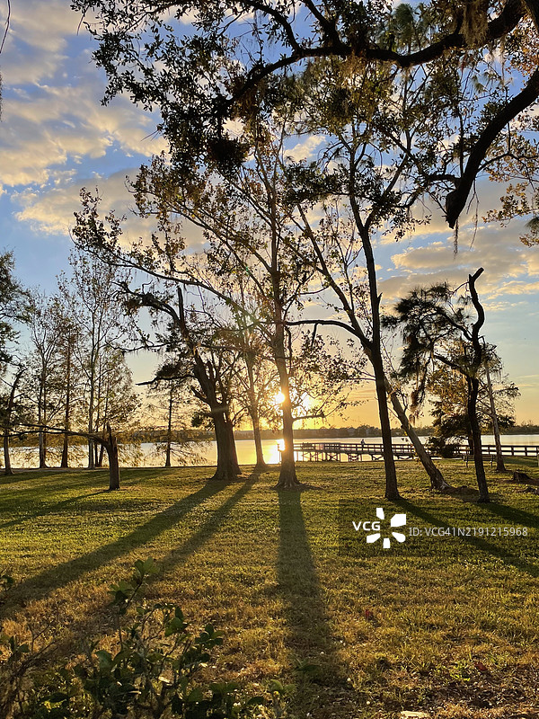 佛罗里达州马纳提县的天空下的田野上的树木图片素材