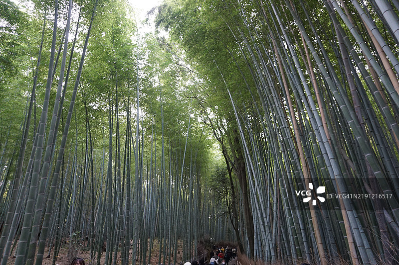 森林中竹子树的低角度视图图片素材