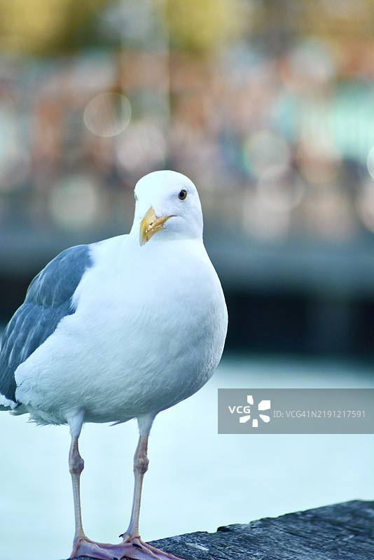 海鸥特写，旧金山，加利福尼亚州，美国图片素材