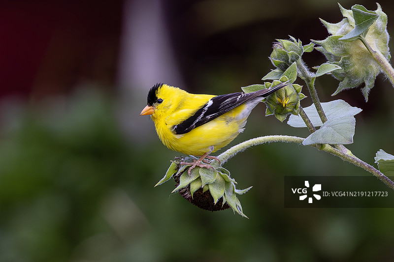 金雀鸟在植物上进食的特写，爱荷华城，爱荷华州，美国图片素材