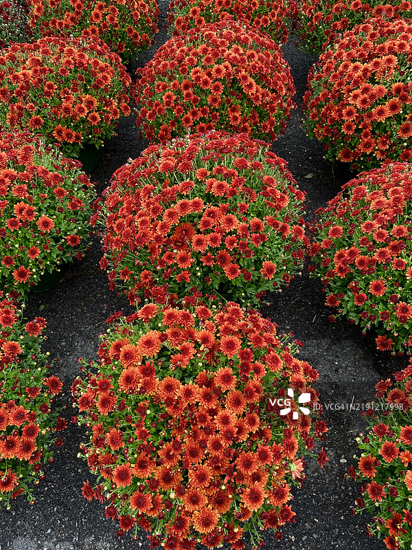 高角度视图的开花植物，碎石小道，美国图片素材