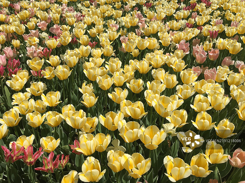 黄色郁金香的特写镜头图片素材