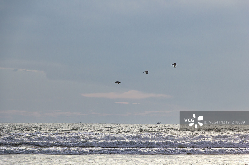 鸟群在天空中飞翔，剪影映衬着海面图片素材