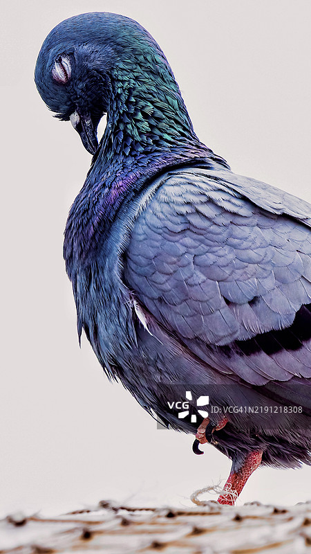 鸽子在晴朗天空下栖息的特写镜头图片素材