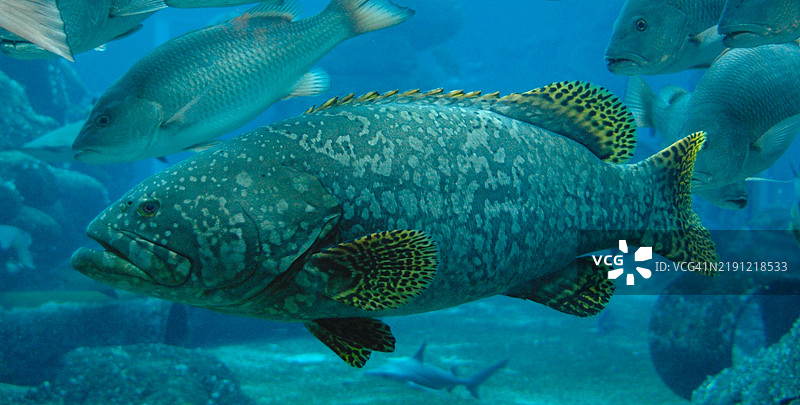 海底游动的石斑鱼特写镜头图片素材