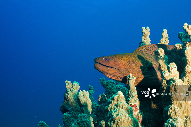 海鳗在海底游动的特写镜头图片素材