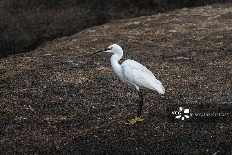 白鹭栖息在田野上的特写镜头图片素材