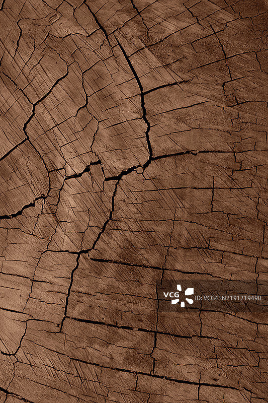 摩卡慕斯色的纹理树干碎片图片素材