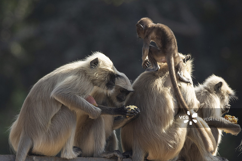 长尾猕猴图片素材