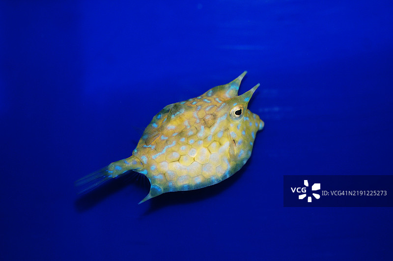 近距离拍摄的比目鱼在海中游动，美国，USA图片素材