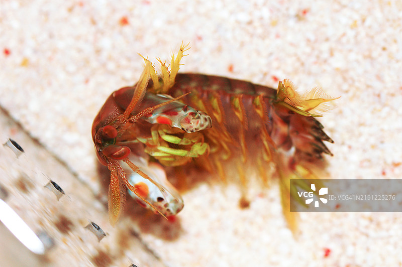 螃蟹特写， 美国， 美国图片素材