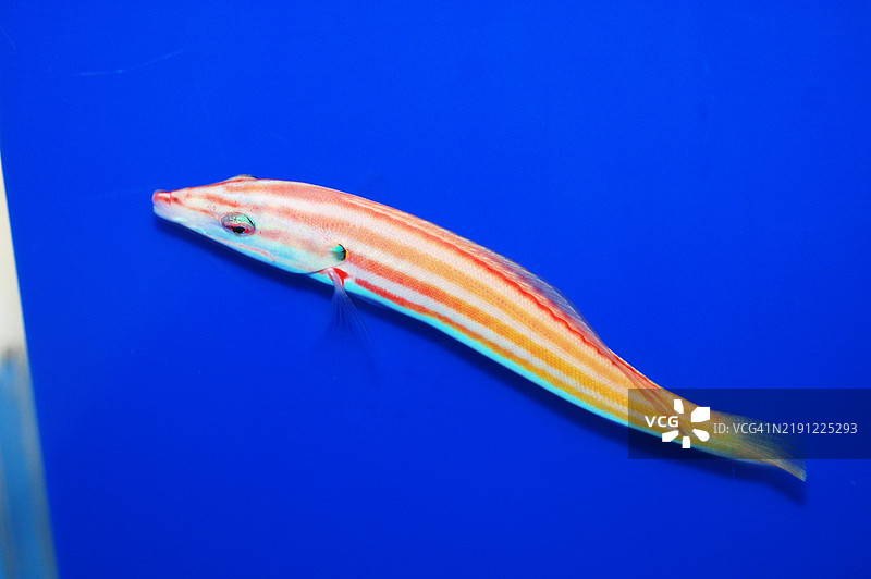 海中游泳的鱼特写， 美国， 美国图片素材