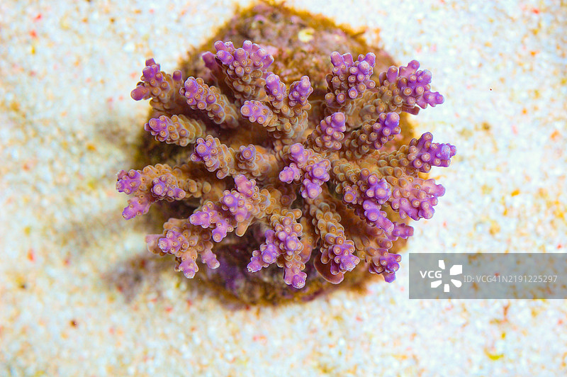 紫尖灌木状珊瑚 - 珊瑚属， 美国， 美国图片素材