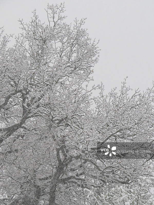 光秃的树木在雪地中低角度拍摄，意大利马尔凯地区乌尔比诺图片素材