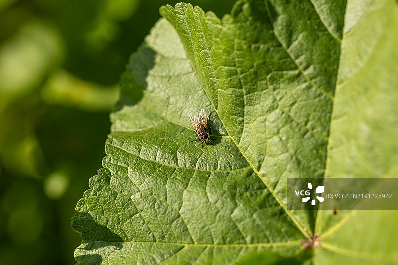 苍蝇栖息在绿色叶子上图片素材