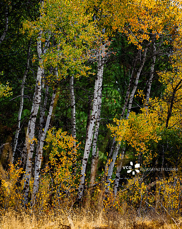 秋天的森林中的树木，华盛顿州斯波坎，美国图片素材