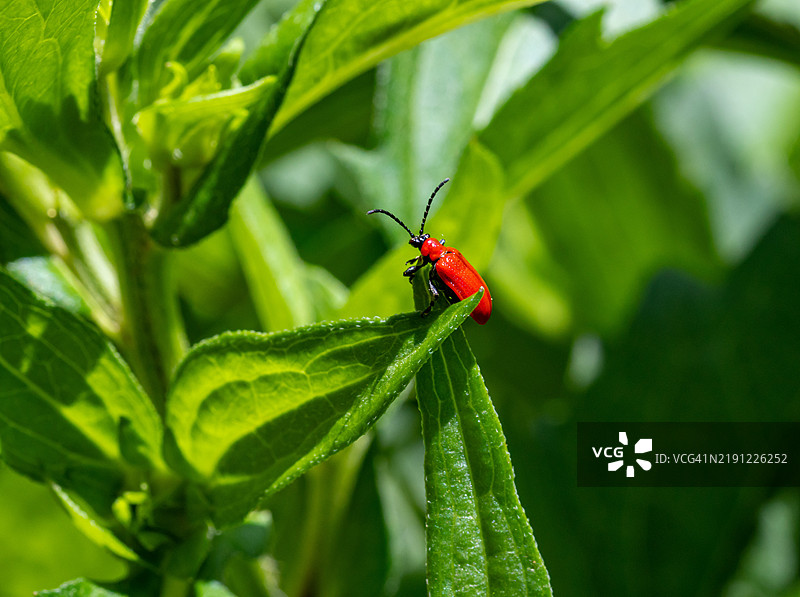 红色百合甲虫（Lilioceris lilii）栖息在花园中的一片叶子上图片素材