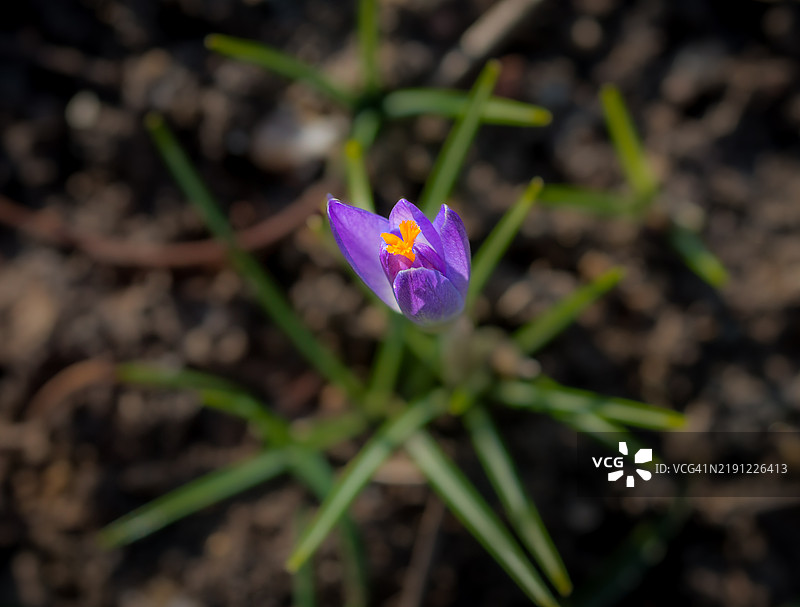 春季花园土壤中的紫色番红花盛开图片素材