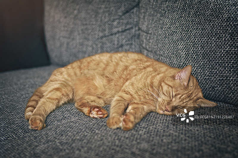 在沙发上睡觉的姜黄色猫，横向图像，选择性对焦，德国图片素材