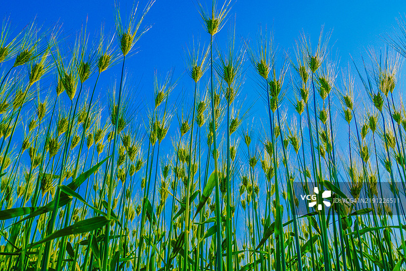 麦穗在蓝天中伸展图片素材