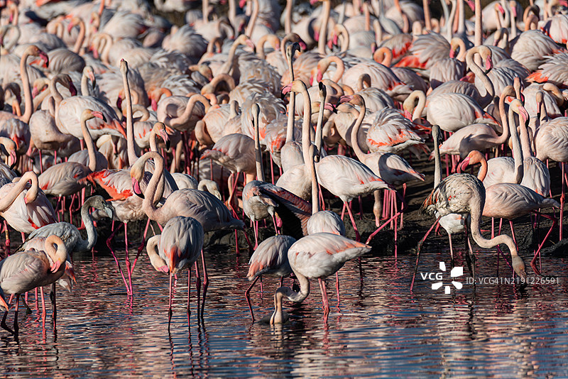 阿尔布费拉平静水域中的喂食火烈鸟群图片素材