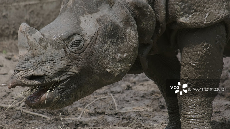 白犀牛的特写镜头图片素材