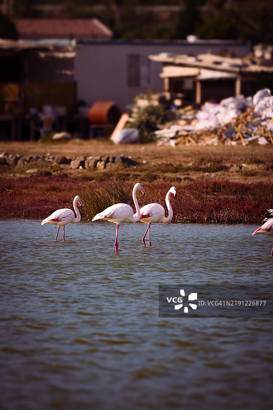 土耳其湖泊中鸟类的侧面视图图片素材