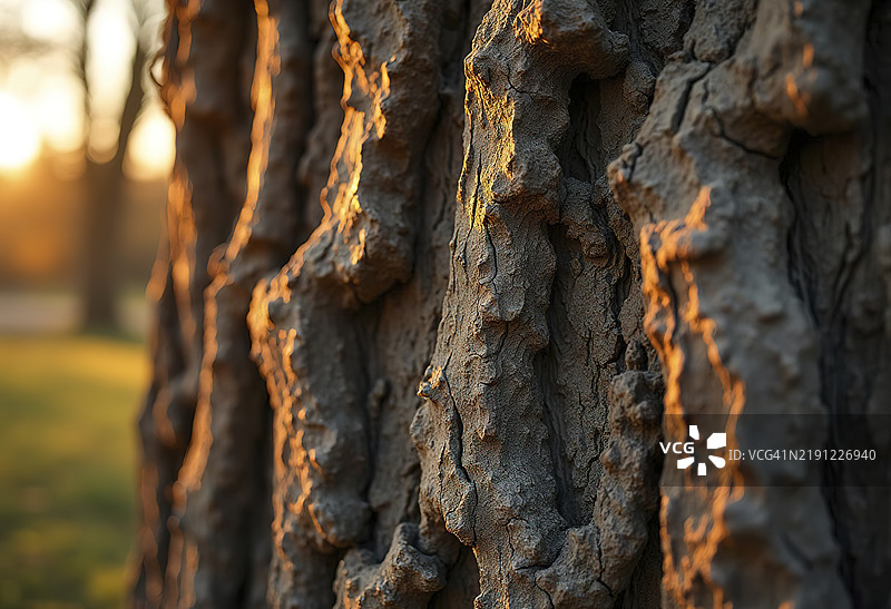 老树的纹理树皮，深深的沟槽，裂缝，以及不同深浅的棕色、灰色和橙色。图片素材
