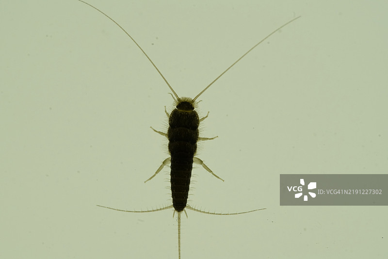 白色背景上的昆虫特写图片素材