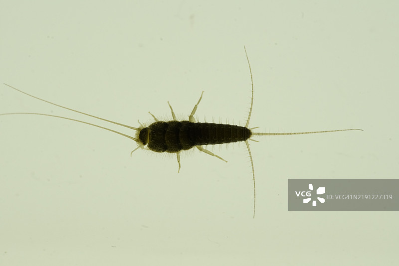 白色背景上的昆虫特写图片素材