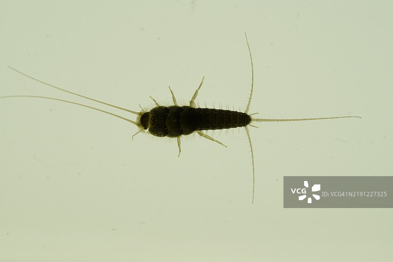 白色背景上的昆虫特写图片素材