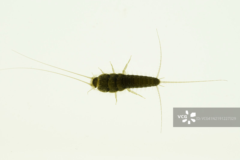 白色背景上的昆虫特写图片素材