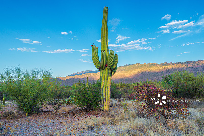 亚利桑那州图森市的天空下的田野美景图片素材