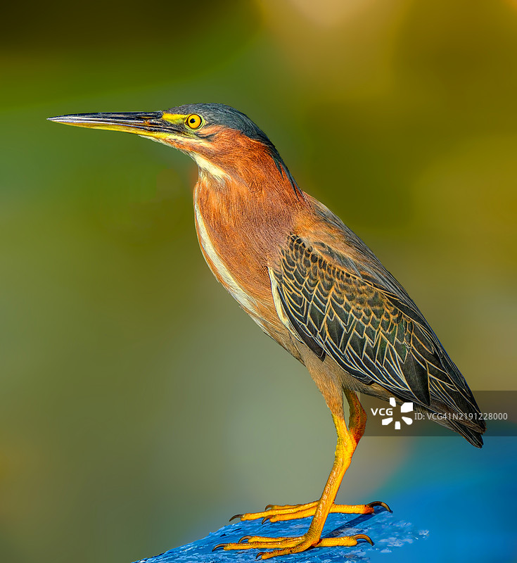 苍鹭的特写镜头图片素材