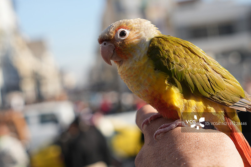 鹦鹉特写镜头图片素材