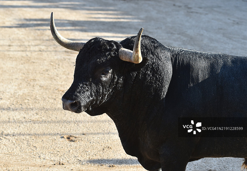 水牛的侧面视图图片素材