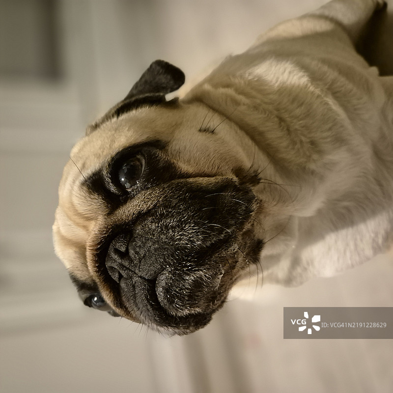 巴哥犬的特写肖像图片素材