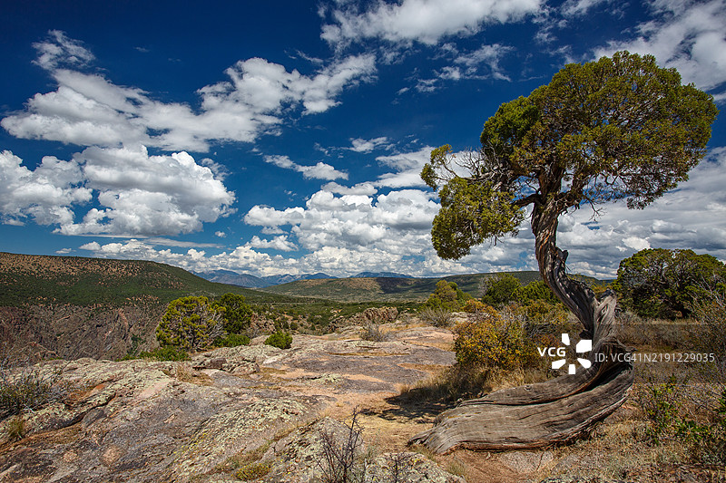 科罗拉多州蒙特罗斯的天空下的树木景观图片素材