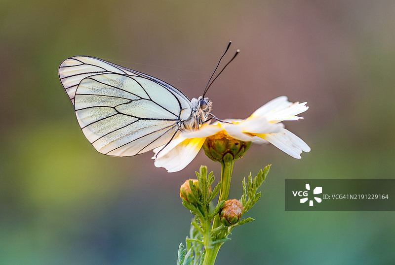 蝴蝶停在花朵上的特写镜头图片素材