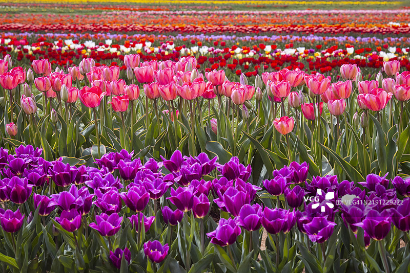 新泽西州的粉色郁金香特写图片素材